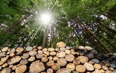 Woody Biomass – Climate Workshop (Online)